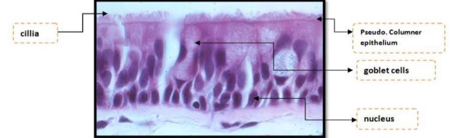 histology-connective-tissue-worksheet