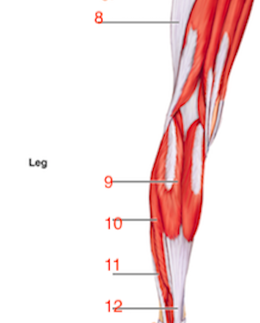 Wiley AAP Lab Quiz 5 -Gross Anatomy of the Muscular System Part 2