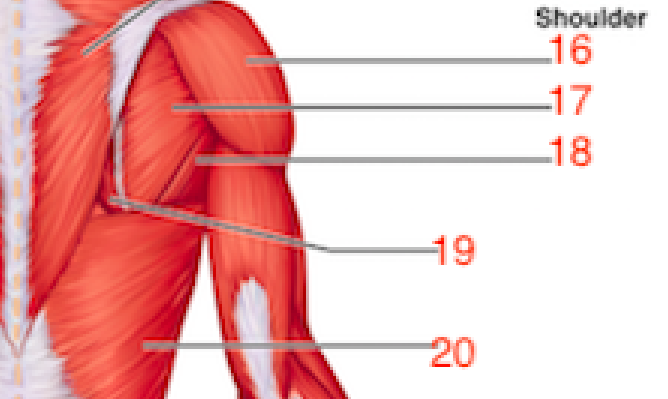 Wiley AAP Lab Quiz 5 -Gross Anatomy of the Muscular System Part 2