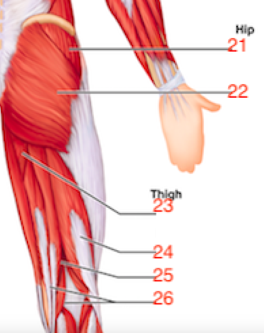 Wiley AAP Lab Quiz 5 -Gross Anatomy of the Muscular System Part 2