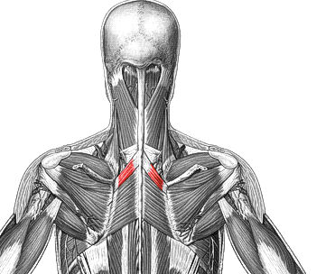 Rhomboid Major мышца