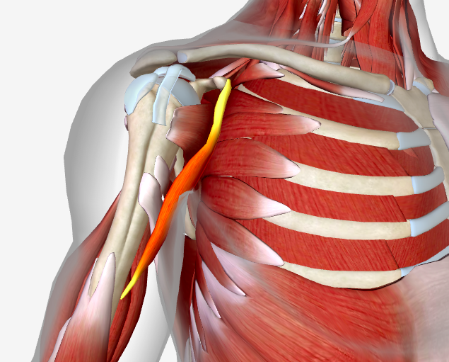 Миозит грудной мышцы. Musculus coracobrachialis. Клювовидно плечевая. Клювовидно плечевая мышца плеча. M coracobrachialis.