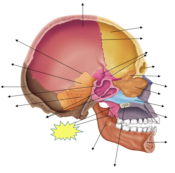 Head Anatomy Flashcards | Easy Notecards