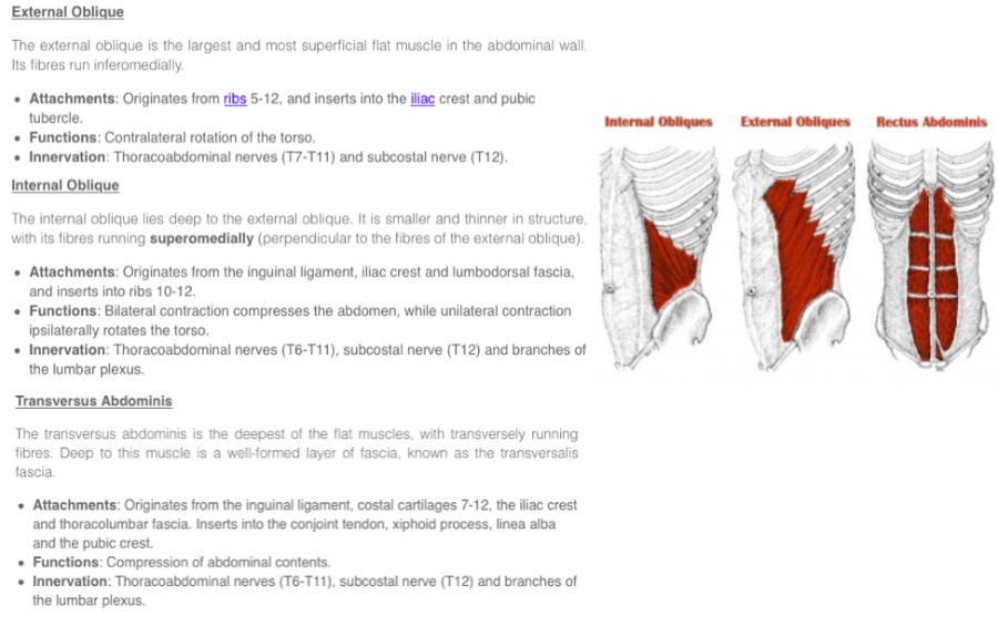 ABDOMEN Flashcards | Easy Notecards