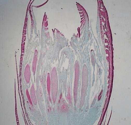 Print BIOL102 LAB PRACTICAL II REVIEW GUIDE flashcards | Easy Notecards