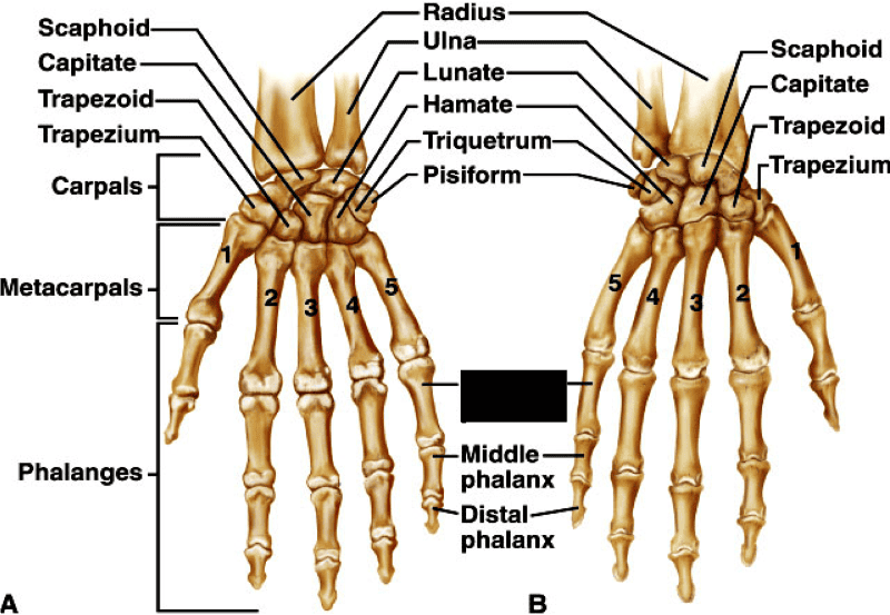 Proximal Phalanx Definition Location Anatomy Diagram The Skeletal Images