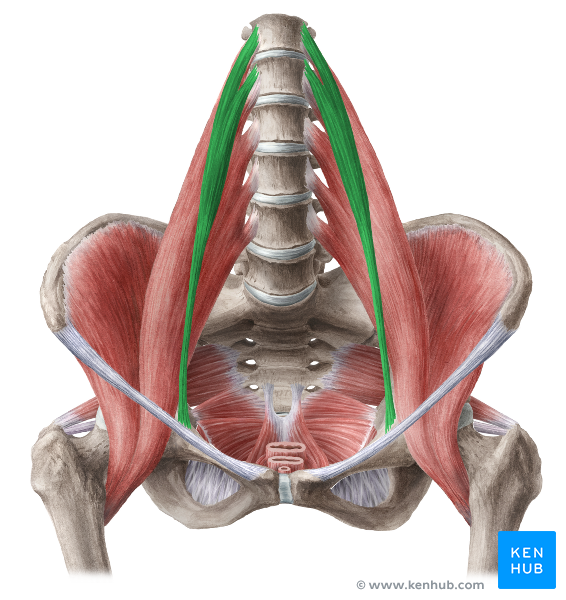 Musculus PSOAS Major