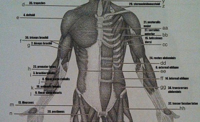 Tendon Human Body