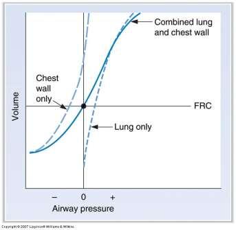 Print Physiology Semester I- Mechanics of Breathing flashcards | Easy ...