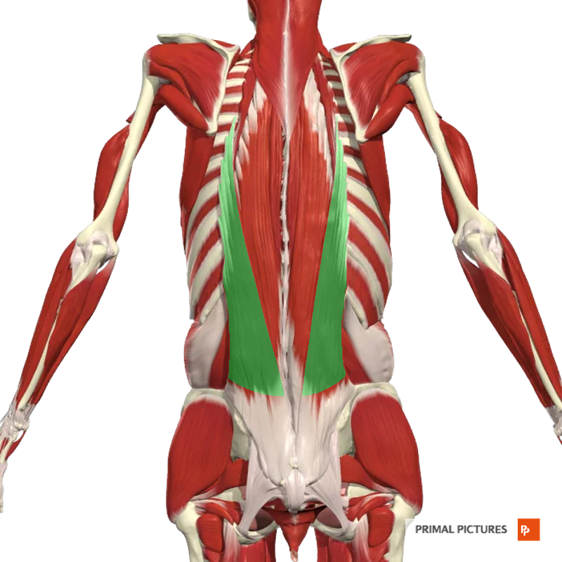 Vertebral Muscles, Abdominal, Intercostal Flashcards | Easy Notecards