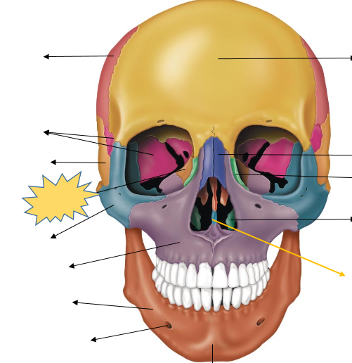 Head Anatomy Flashcards | Easy Notecards