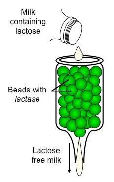 enzymes lactose milk immobilised