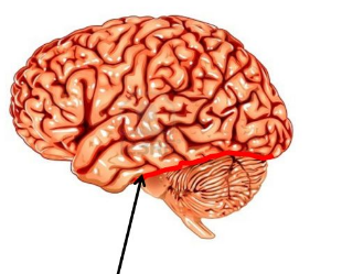 Transverse Fissure Of Brain - Asking List