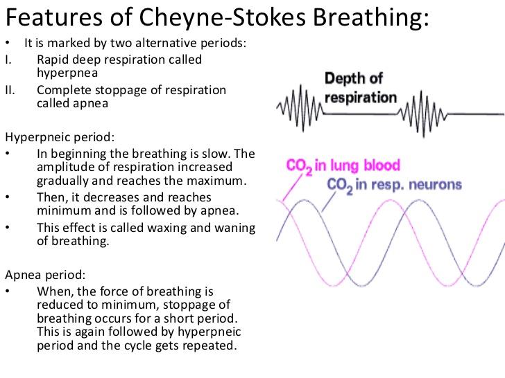 Print Respiratory Exam 1 Flashcards Easy Notecards