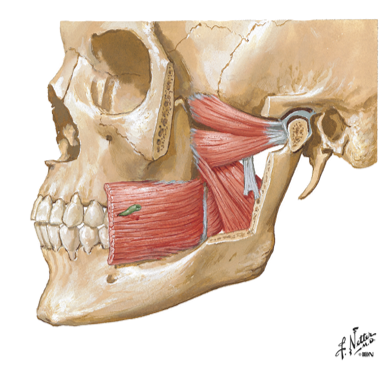 Module 2: the head Flashcards | Easy Notecards