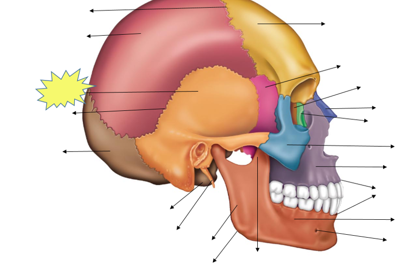 Head Anatomy Flashcards | Easy Notecards