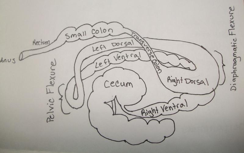 anatomy circulatory/respiration Flashcards | Easy Notecards