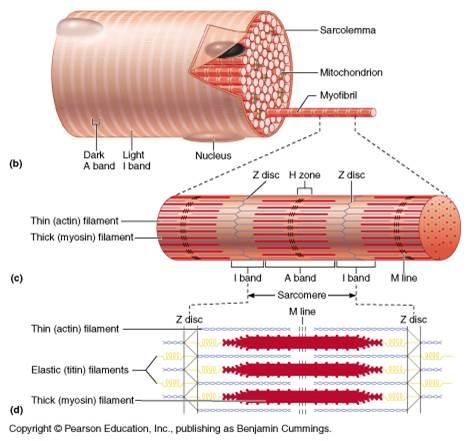 Print muscle fibers flashcards | Easy Notecards