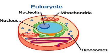 Cell Terms Flashcards | Easy Notecards