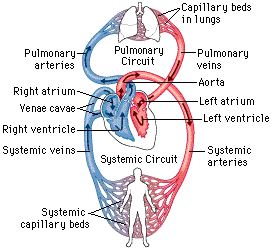 anatomy circulatory/respiration Flashcards | Easy Notecards