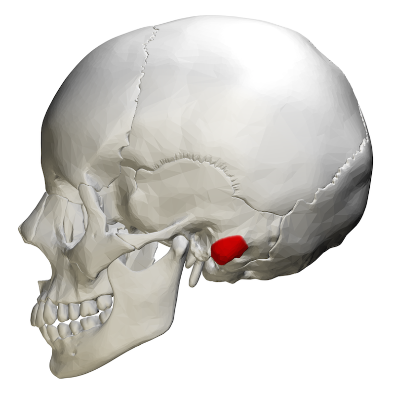 Human Anatomy and Physiology Notecards Flashcards | Easy Notecards