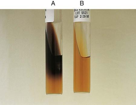 blood purpose glucose test lab BIOL Easy Flashcards Notecards  2  351 exam