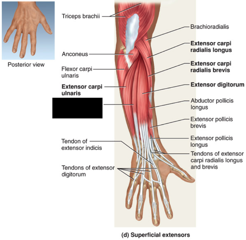 M brachioradialis. M extensor Carpi ulnaris. M Flexor Carpi ulnaris. Anconeus.