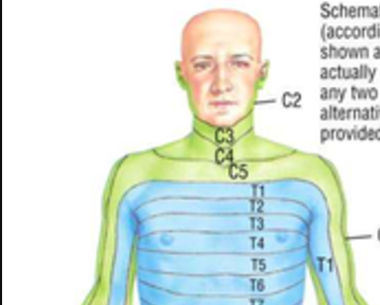 Pulmonary Anatomy Flashcards | Easy Notecards