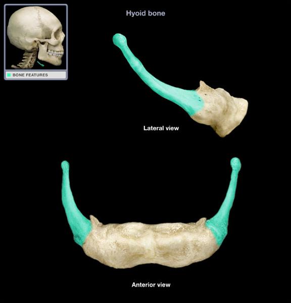 Подъязычная кость фото
