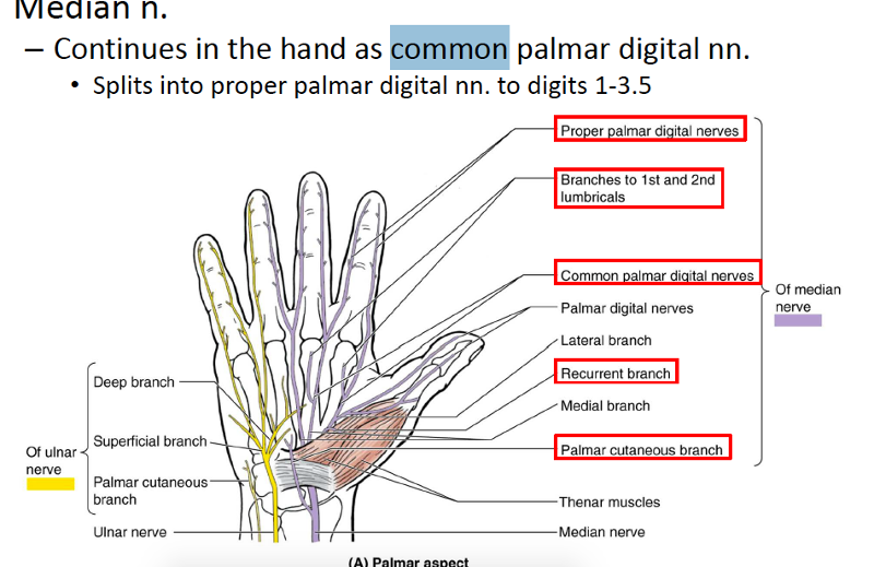 Median. Recurrent Branch of the median nerve. Common Palmar Digital Branches of median nerve. Palmar aspect of medial 1% Digits. Thenar muscles and two lateral lumbricals).