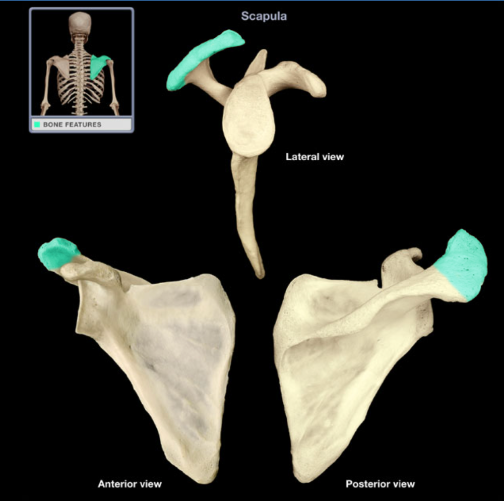 Лопатка кость. Лопатка scapula. Scapula анатомия. ГЕСПЕРОРНИС кости scapula. Лопатка анатомия.