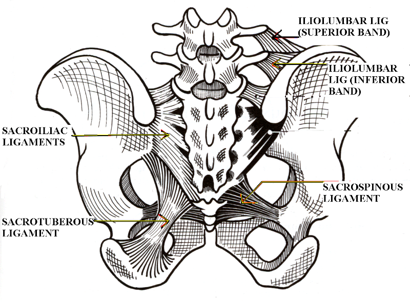 Anterior And Posterior Sacroiliac Ligaments - piacanf