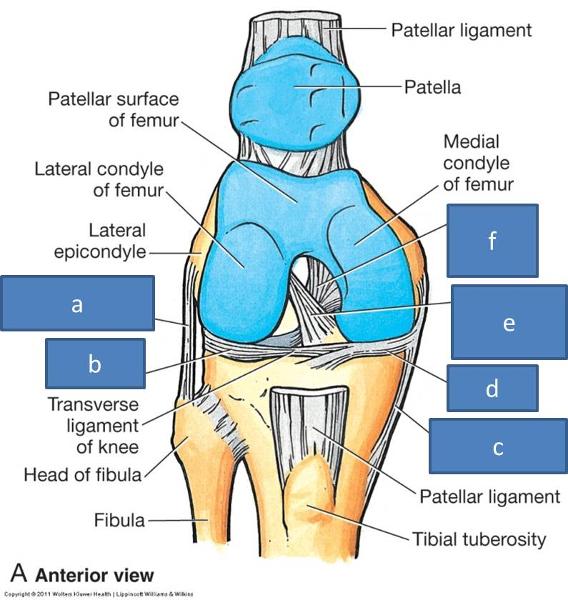 Lateral Collateral Ligament Pain