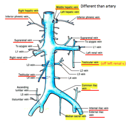 gross lecture exam 2 Flashcards | Easy Notecards