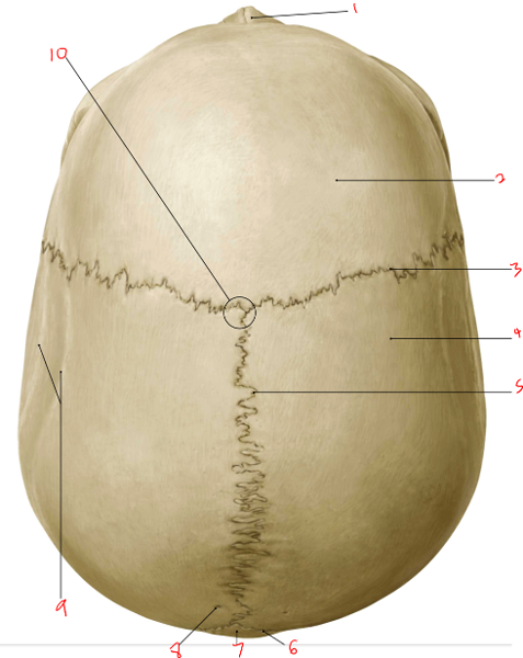 Ламбдовидный шов. Швы черепа анатомия.
