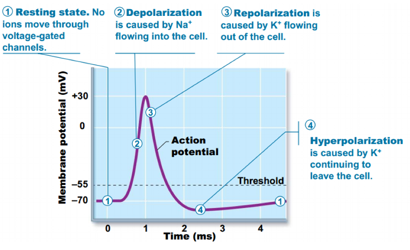 Difference Between Depolarization And Hyperpolarization