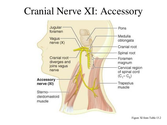 Print The Twelve Major Cranial Nerves!-- their pathways flashcards