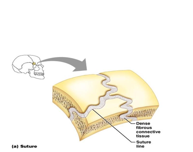 only movable bone in the skull