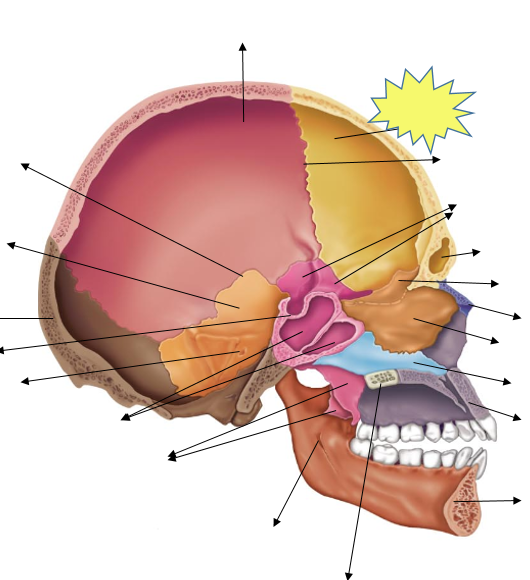 Head Anatomy Flashcards | Easy Notecards