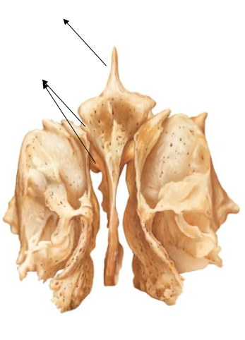 Head Anatomy Flashcards | Easy Notecards