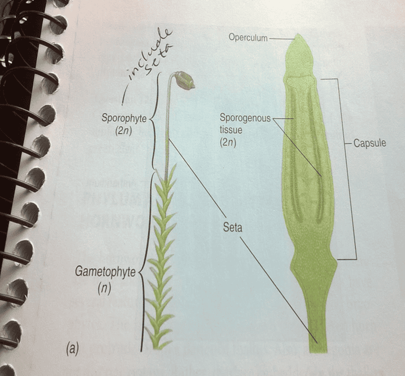 0 eggs fertilized Easy Exam Notecards  BIO Print  2 flashcards 1106