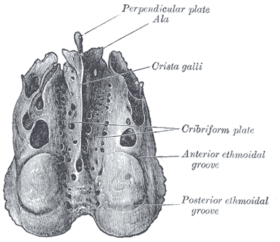 Print Axial skeleton flashcards | Easy Notecards