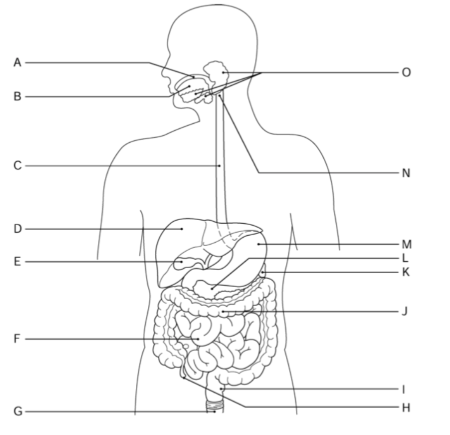 Print Anatomy Midterm 2 Flashcards Easy Notecards