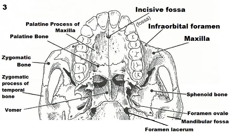 Exercise 10 The Axial Skeleton Flashcards Easy Notecards