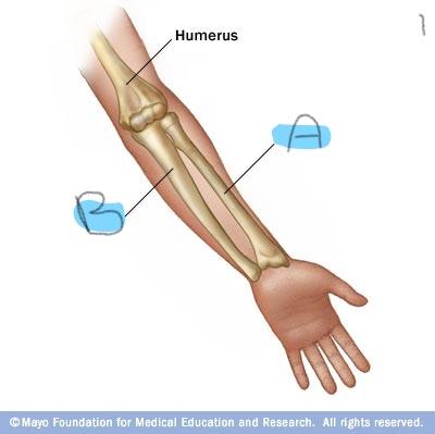 Print Human form and function lecture content flashcards | Easy Notecards