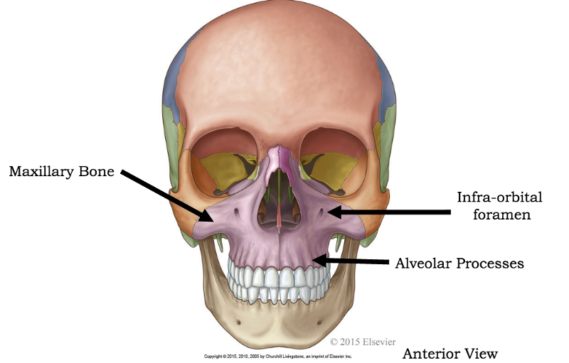 infraorbital foramen of maxilla