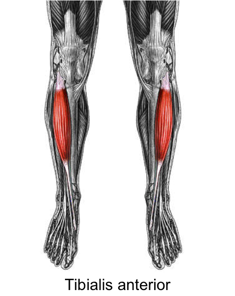 Anatomy 1 exam Muscular system Flashcards | Easy Notecards