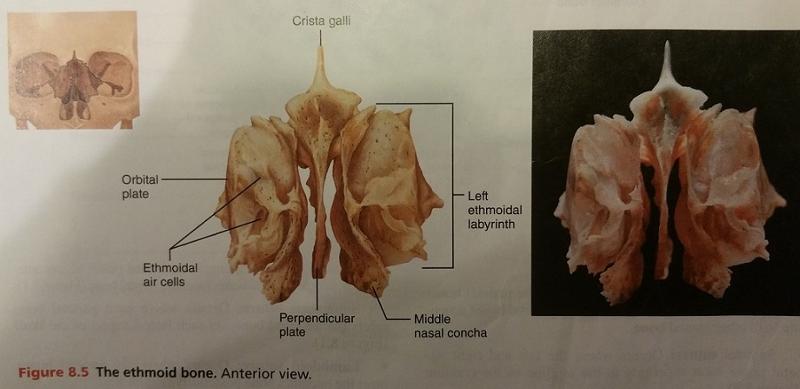 Activity 1: The Skull and Identifying the Bones of the Skull Flashcards