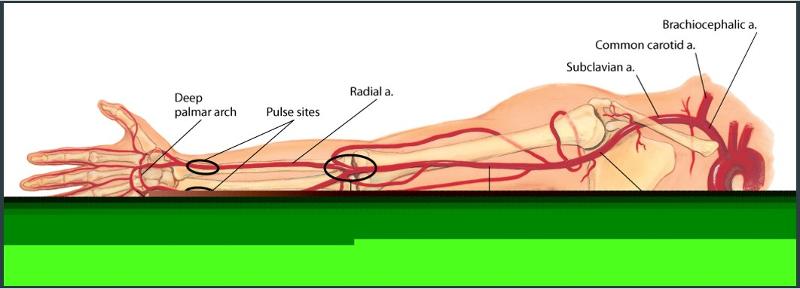 Peripheral Vascular System Flashcards | Easy Notecards