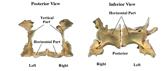 Axial Bones Flashcards | Easy Notecards